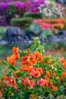 Bougainvillea in tropical garden Art Print